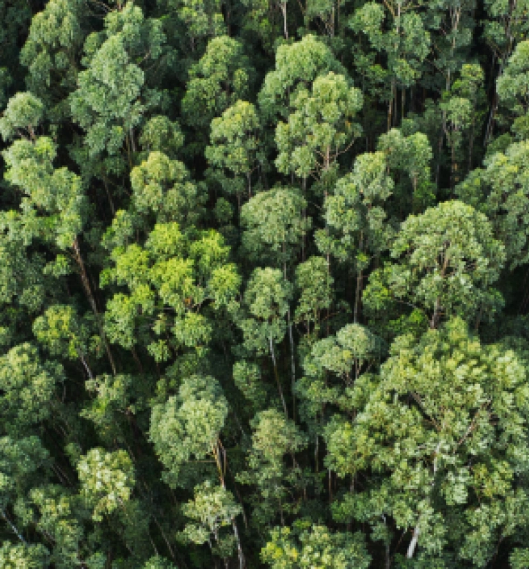 Las widziany z góry