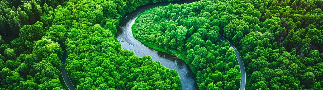 Droga pomiędzy drzewami