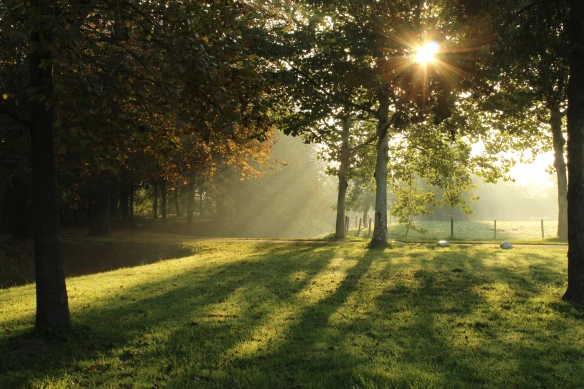 Drzewa na tle wchodu słońca