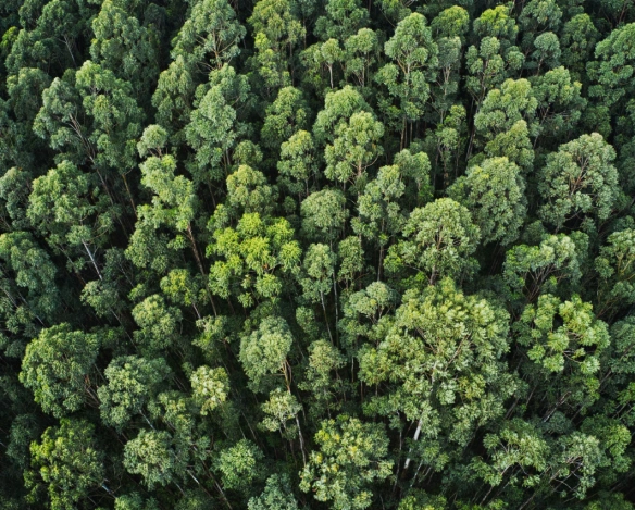 Las widziany z góry